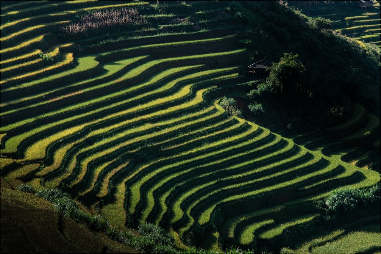 pexels photo 34039337 2.jpeg