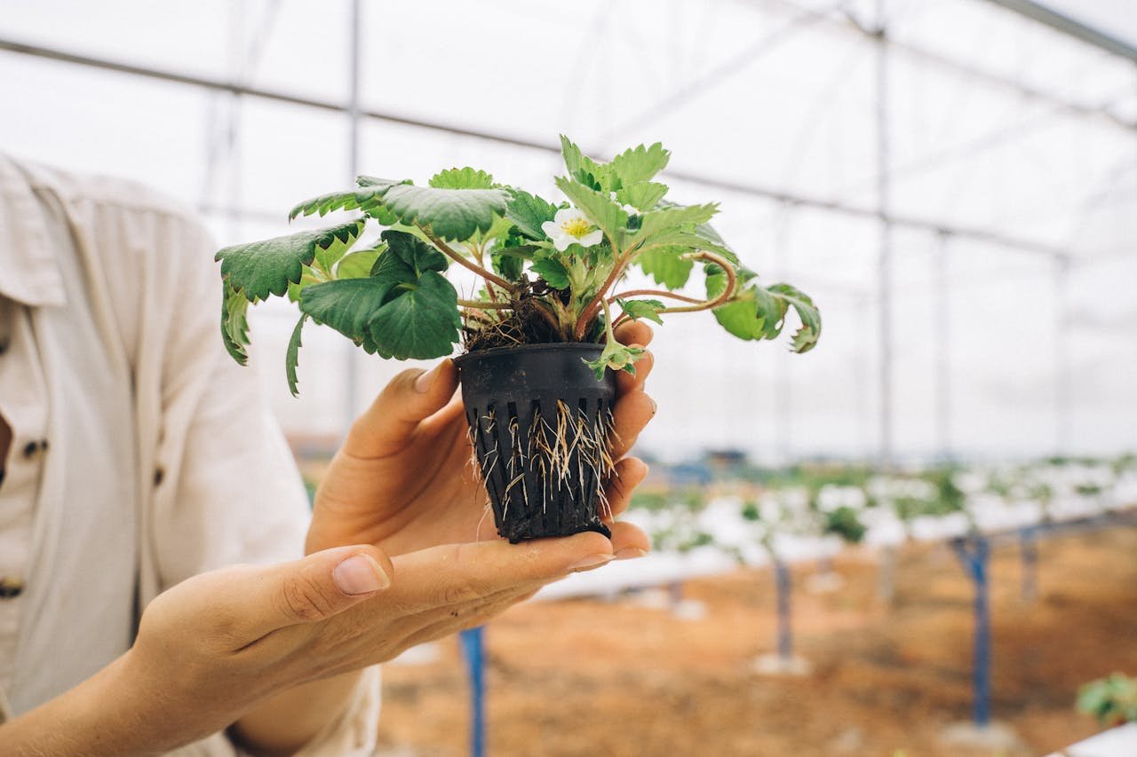 Close-up of a strawberry seedling held in hands inside a greenhouse.