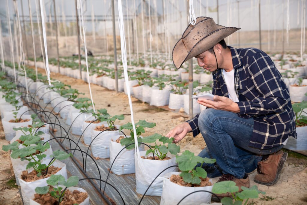 young green melon or cantaloupe growing in the greenhouse