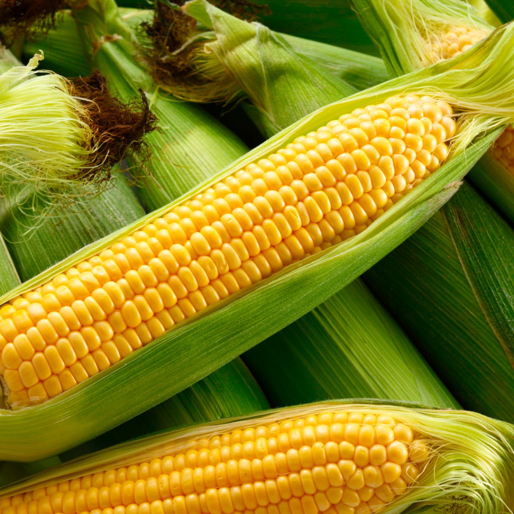 corn