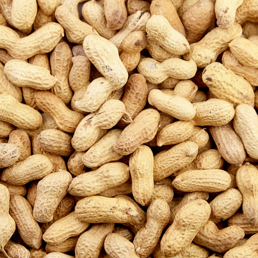 groundnut